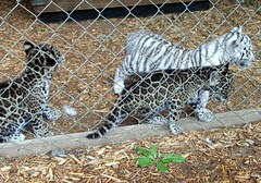 Cubs_101410b