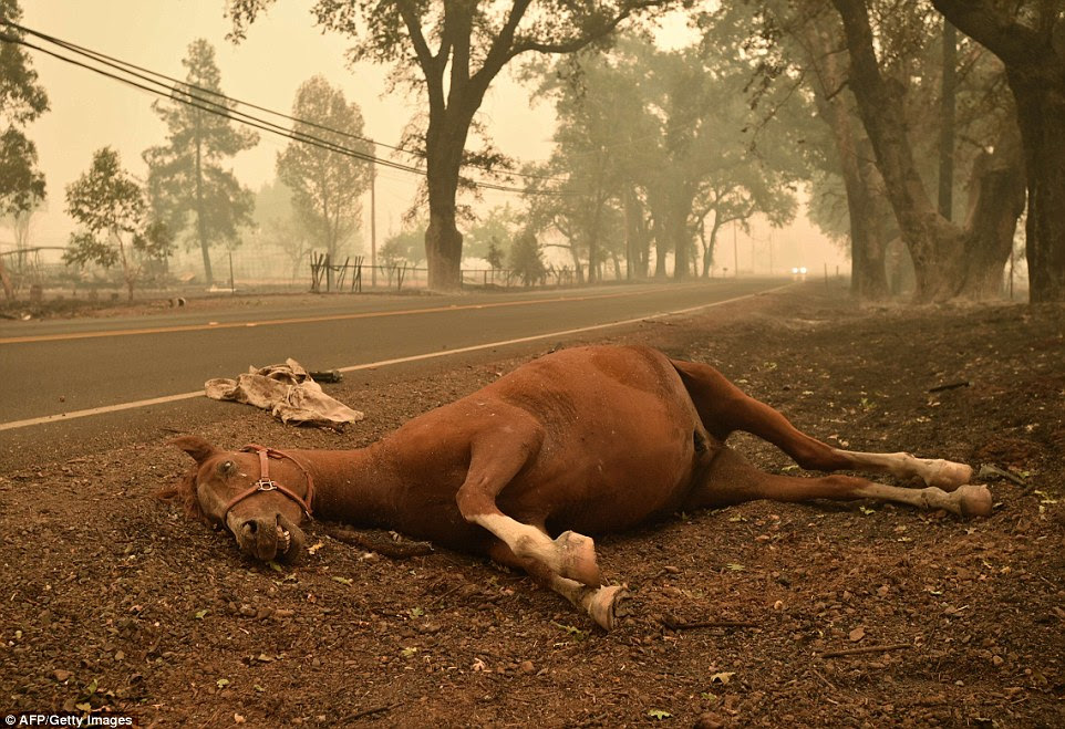 Heartbreaking sight: A dead horse lies next to a road as fires swept through California, with dust and smoke spreading across villages too
