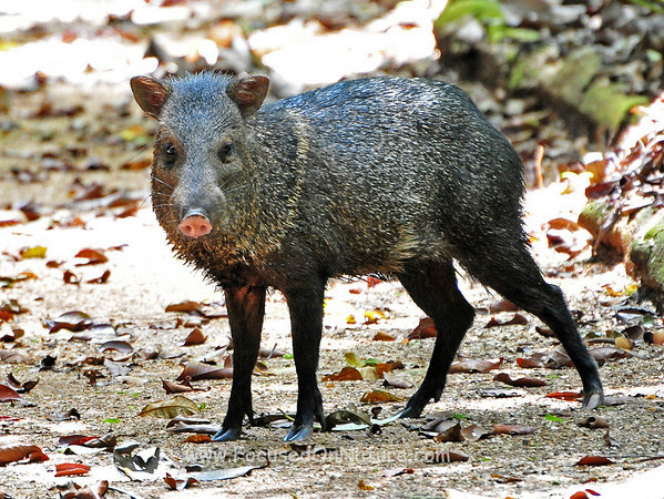 peccary