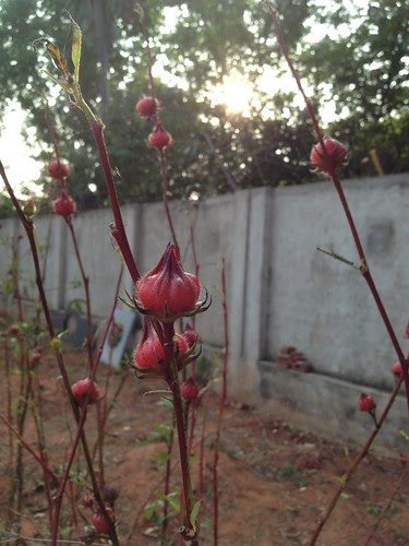 Roselle fruits on a branch