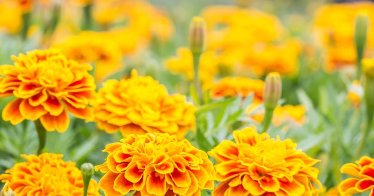 Buy Marigold Flowers In Bulk Near Me Bulk Wholesale