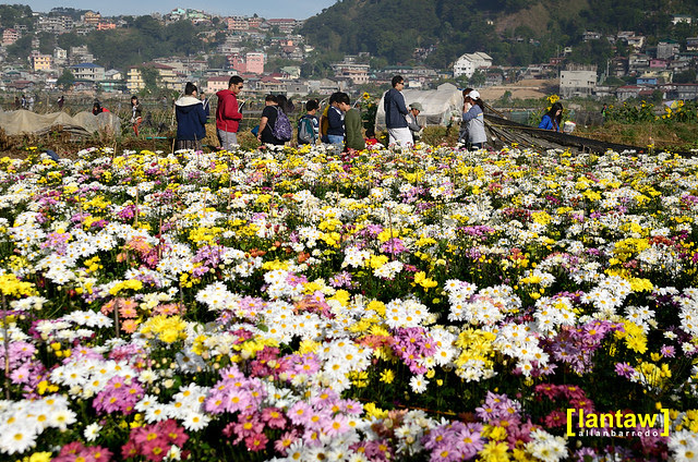 Flowers at Strawberry Field