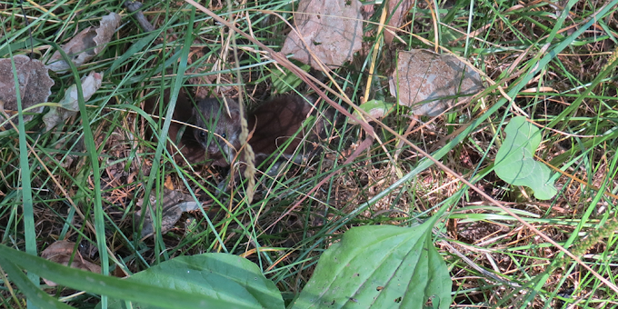 В Косинском парке можно встретить щенков ласок