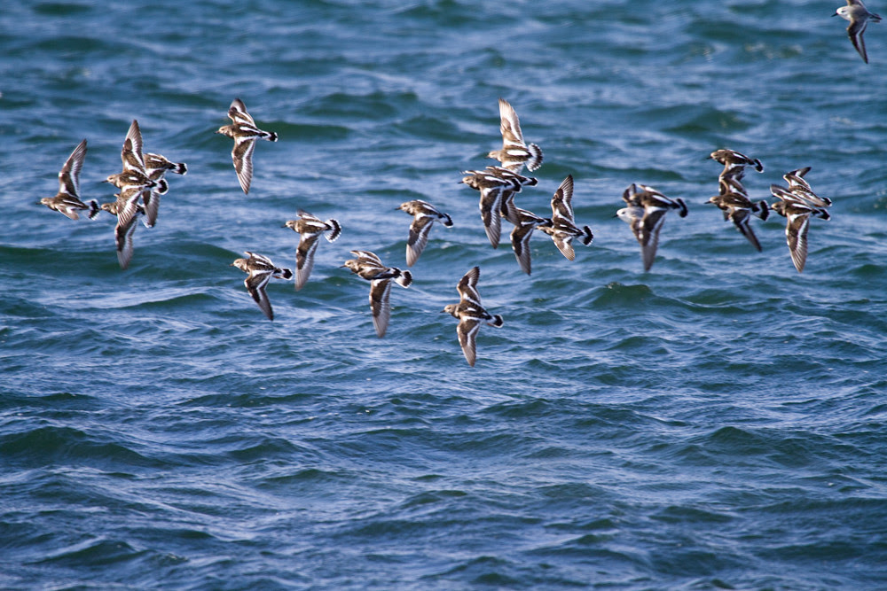 Shorebirds