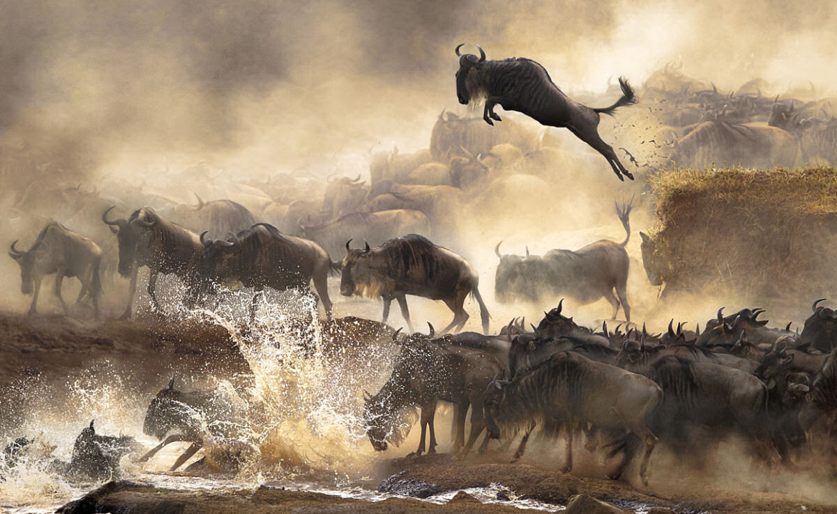A morte que alimenta o rio Mara, no Serengeti