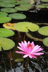 Hort Park