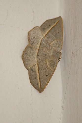 Curved-toothed geometer moth 1