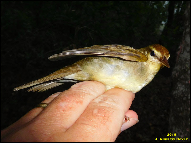 Swainson's Warbler Swainson's Warbler