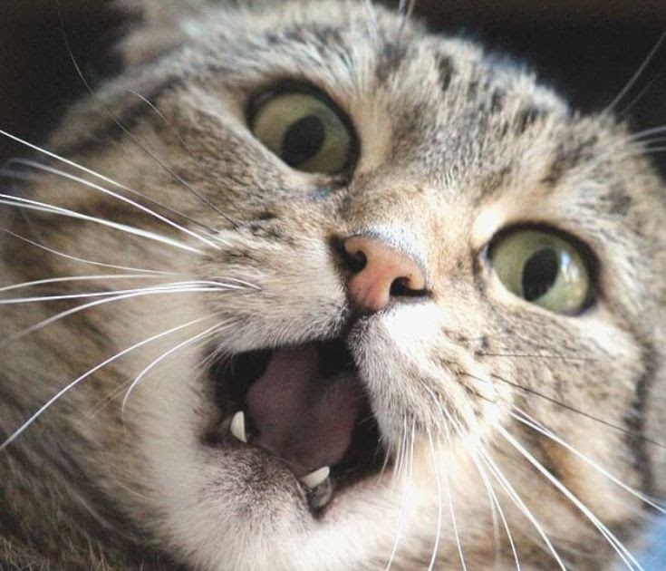 Why You Should Brush Your Cat's Teeth CatGazette