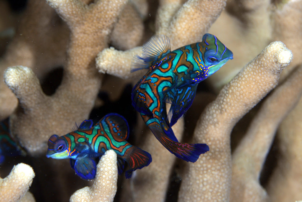 Рыбка мандаринка Mandarinfish 9 Рыбка мандаринка
