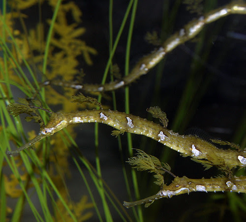 Ribboned Sea Dragons