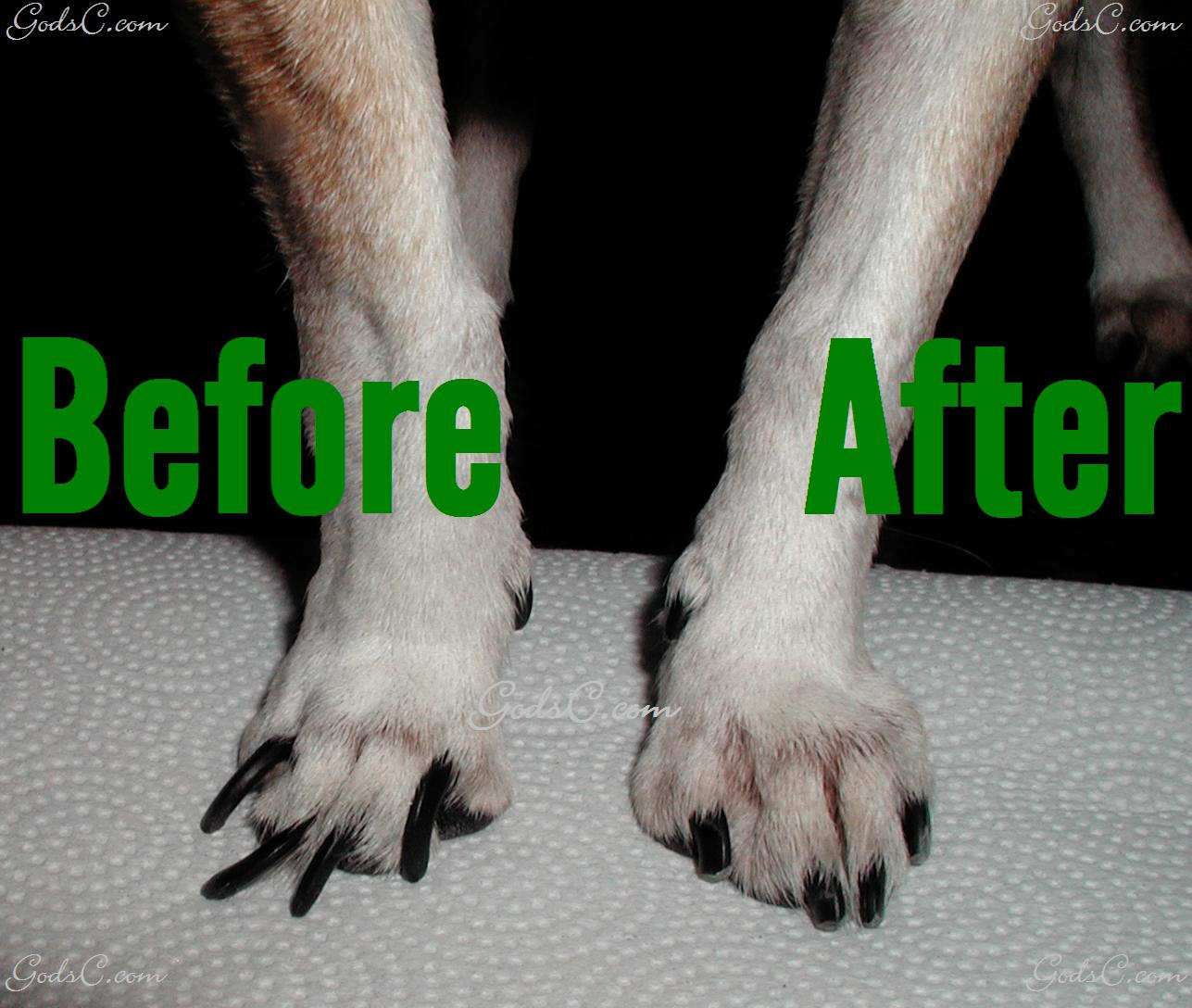 Something All Dog Owners Should Know Overgrown Toe Nails Can Kill Your Dog