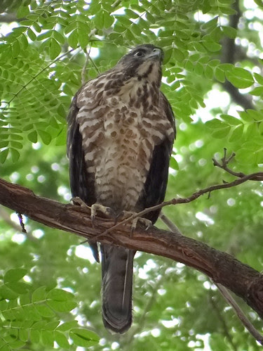 鳳頭蒼鷹/無限台南