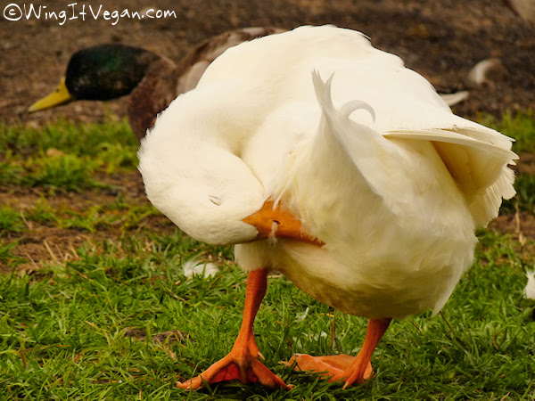 Curly Grooming His Butt Feathers