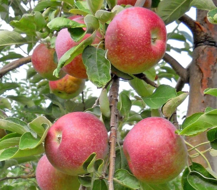 Fruit Trees - Home Gardening Apple, Cherry, Pear, Plum: How Far Apart To Plant Fruit Trees In ...