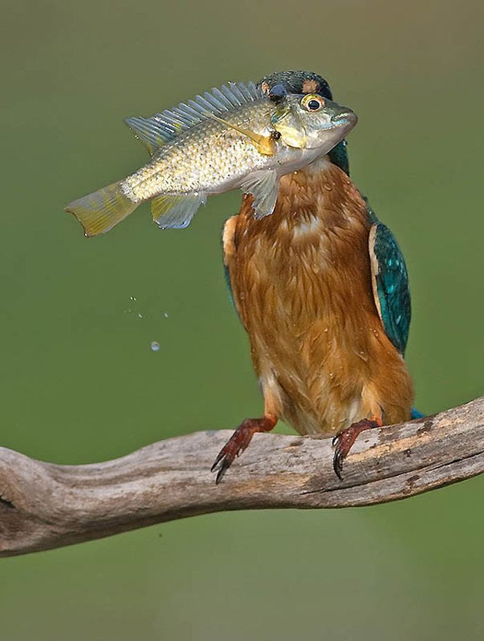 Fascinating photos of birds from the photographer Zander Yaqui