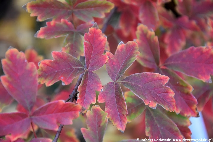 Klon strzępiastokory - kolory liści