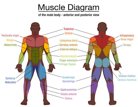 Abdominal Muscle Anatomy Male / Anatomy Of The Abdomen And Groin