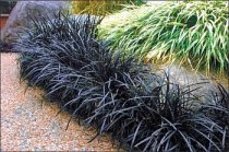 Ophiopogon planiscapus 'Nigrescens' - Black Mondo Grass Ophiopogon planiscapus 'Nigrescens' - Black Mondo Grass