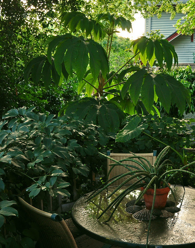 Back Deck