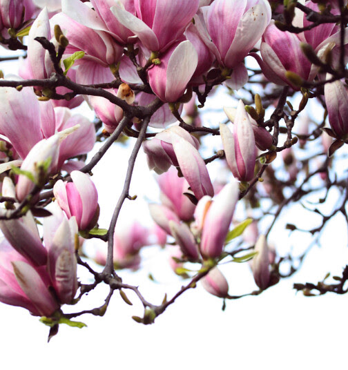 flower2