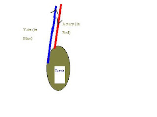 countercurrent exchange of heat and testosterone in testis