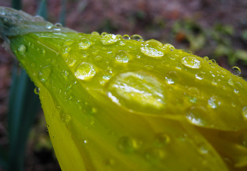 raindrops on a bright yellow daffodil