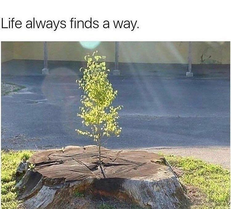 Featured image of post Inspirational Life Finds A Way Quotes