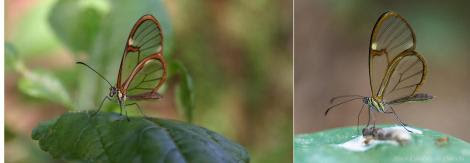Episcada hymenaea Por; Naica