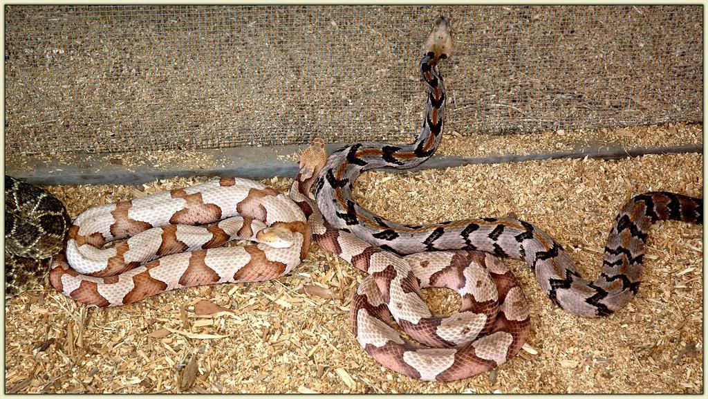 ...and More Snakes...