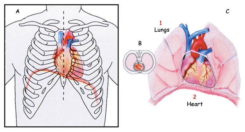 Lungs Behind Ribs : Ribs : Anatomy,Types,Ossification & Clinical