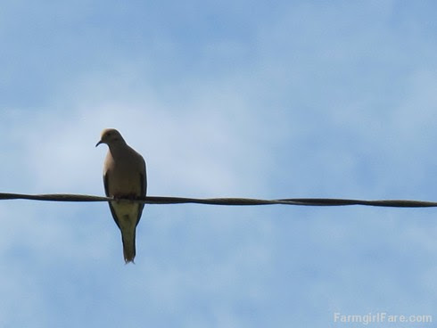 (13) Mourning dove on the high wire - FarmgirlFare.com