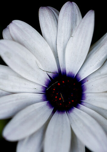 may 29 2010 flo smb