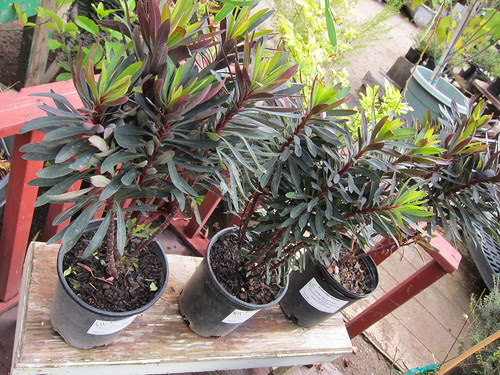 Euphorbia Blackbird
