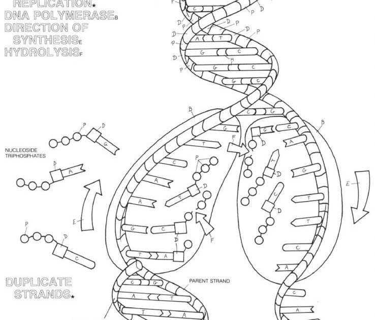 34 Dna The Double Helix Coloring Worksheet Answers - Free Printable ...
