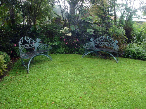 Dragonfly Chairs