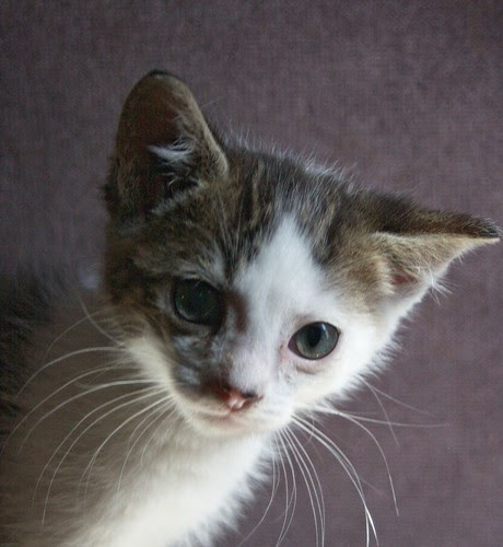 A Kitten named Spot