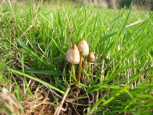 psilocybe semilanceata