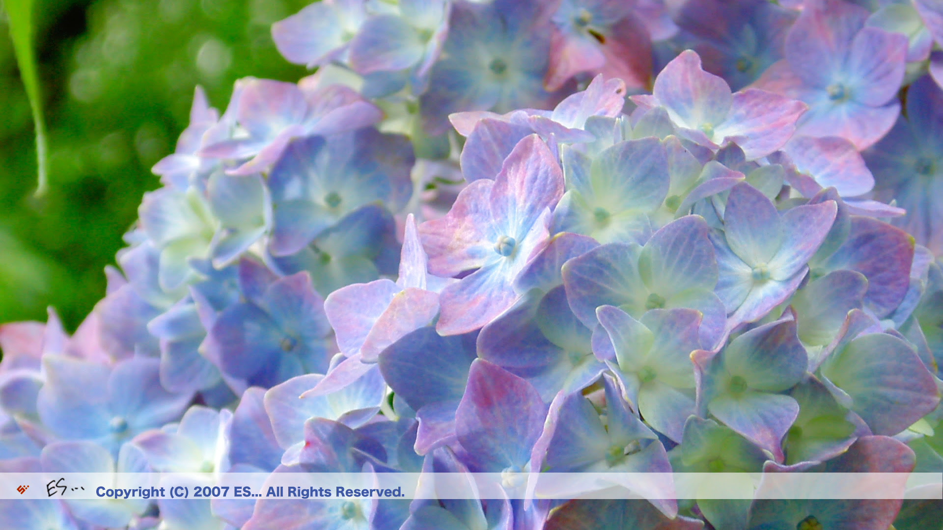 すべての美しい花の画像 ベスト紫陽花 写真 壁紙