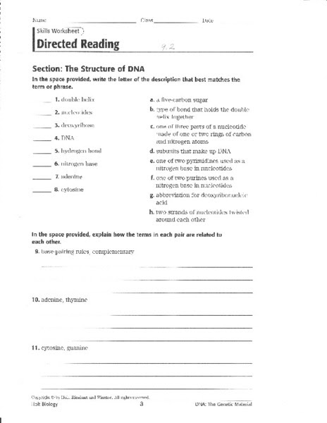 Skills Worksheet Directed Reading Section The Structure Of Dna Answers