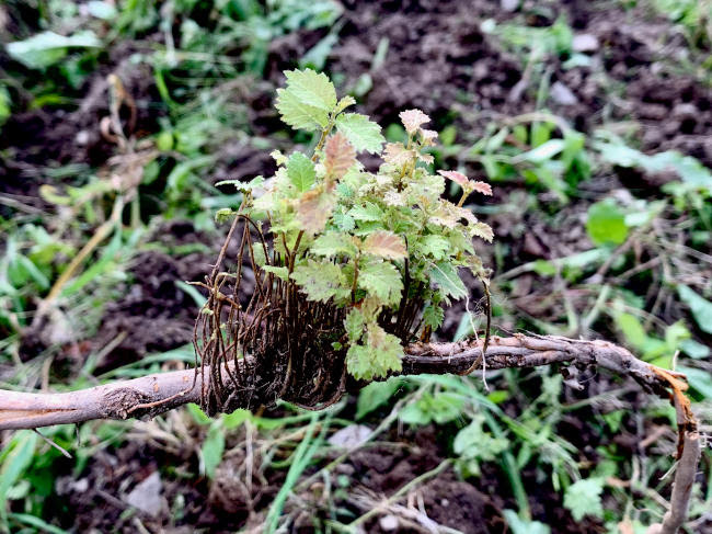 A
broken bit of elm root going wild with new growth!
