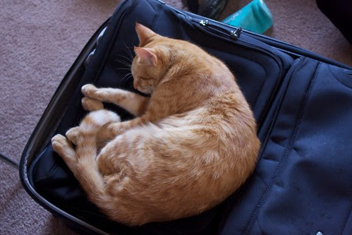 The Welcoming Committee (Flash the Wonder Cat)
