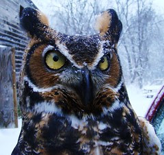 Sylvester disapproves of snow