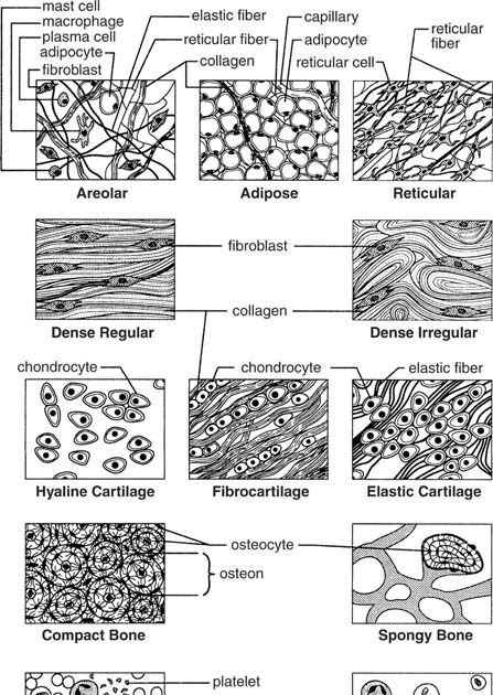 anatomy-worksheet-epithelial-tissues