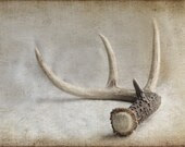 READY to SHIP SALE Natural History Series The Antler Shed 8x12 Archival Photograph