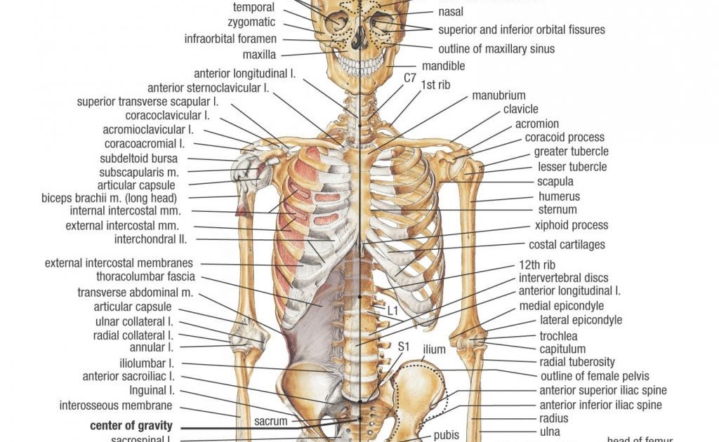 Human Body Bones Diagram - Human Bones Anatomy Anatomy Bones Human