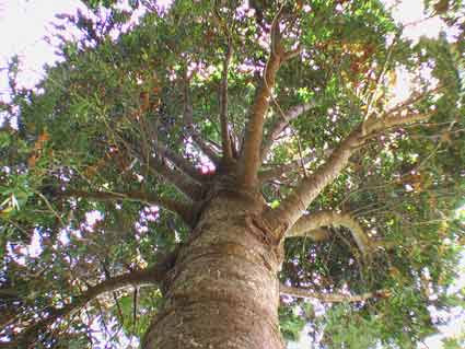 Kauri Kauri