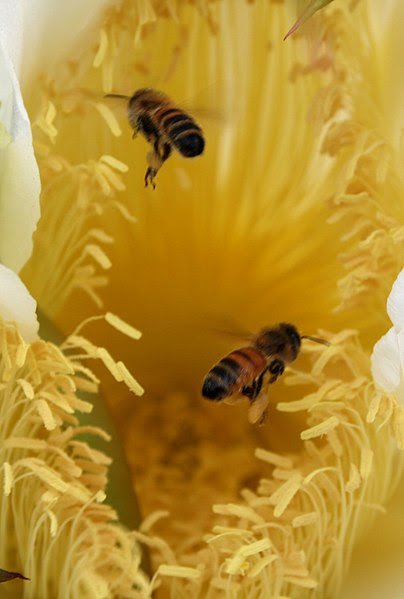 File:Two bees in a flower.JPG