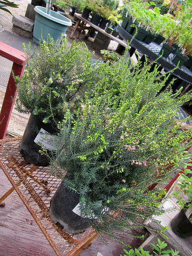 Erica carnea 'Ann Sparkes"