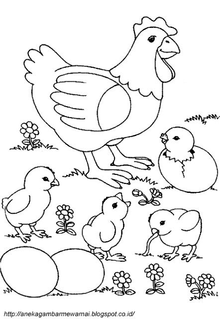 Gambar Ayam Untuk Diwarnai Anak Paud